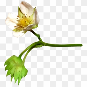 Flower, Petal, Cotton, Plant Png Image With Transparent - Flower, Png Download - flower plant png