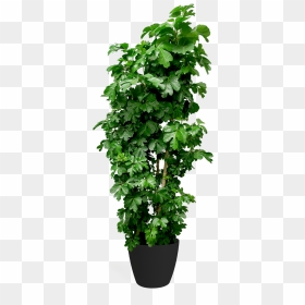 Aralia Png, Transparent Png - ivy texture png