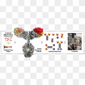 Floral Design, HD Png Download - antibody png