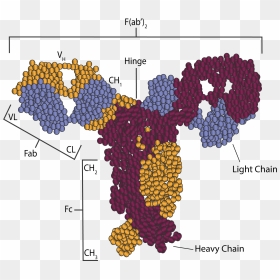 Antibody Structure - Map, HD Png Download - antibody png