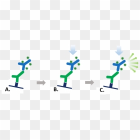Fluorescent Secondary Antibody, HD Png Download - antibody png
