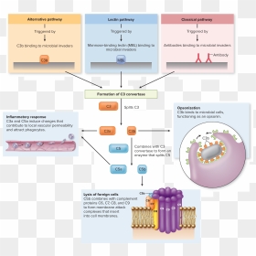 Complement System Activation, HD Png Download - antibody png
