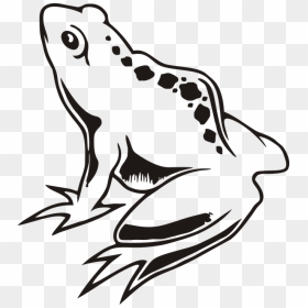 Black And White Frog 9, Buy Clip Art - Frog On A Lily Pad Drawing, HD Png Download - circulo blanco png