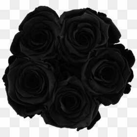 Garden Roses Clipart , Png Download - Transparent Black Roses Png, Png Download - black flowers png