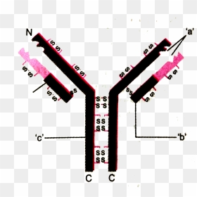Following Statement Is True, HD Png Download - antibody png