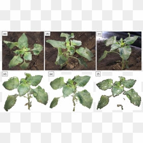 Plant Pathology, HD Png Download - vine texture png