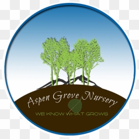 Aspen Grove Nursery - Circle, HD Png Download - aspen tree png