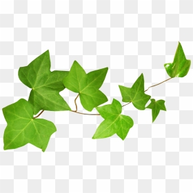 Ivy Leaf In Spanish, HD Png Download - ivy texture png