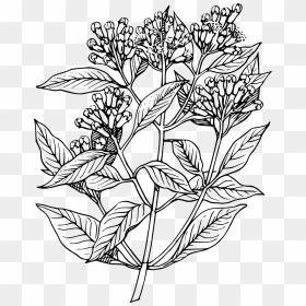 Clove Plant Drawing, HD Png Download - black flowers png