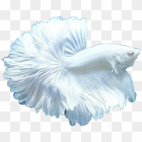 Transparent Beta Fish Clip Art - All White Pet Fish, HD Png Download - betta fish png