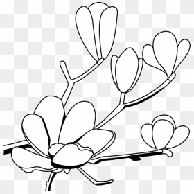 Magnolia Flower Clip Art - - Art Clipart Magnolia Flower, HD Png Download - magnolia png