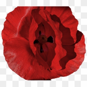 Oriental Poppy , Png Download - Poppy, Transparent Png - princess poppy png