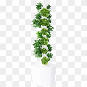 Maidenhair Tree, HD Png Download - ivy texture png