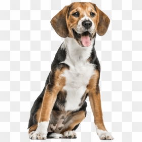 Beagle - Grass Pee Pad, HD Png Download - beagle png