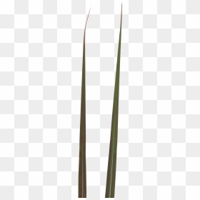 Grass, HD Png Download - ivy texture png