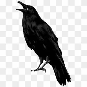 Raven Bird Png Transparent Image - Raven Png, Png Download - sky background png