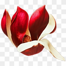 Tulipa Humilis , Png Download - Red Magnolia Png, Transparent Png - magnolia png