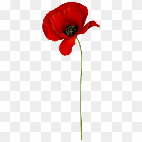 Poppy Clipart , Png Download - Transparent Background Poppy Flower Transparent, Png Download - princess poppy png