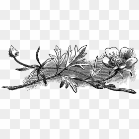 Line Art, HD Png Download - black flowers png