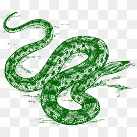 Green Anaconda Snake How To Draw A Anaconda, HD Png Download - anaconda png