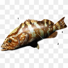 Nassau Grouper Png - Grouper Fish Png, Transparent Png - reef png