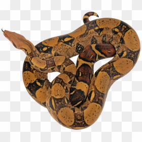 Dark Brown Anaconda Images Ready To Pounce - Boa Png, Transparent Png - anaconda png