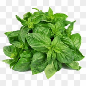 Holy Basil Free Png Images - Basil Leaves, Transparent Png - basil png