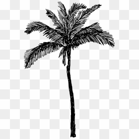 Palm Tree Png Free Background - Attalea Speciosa, Transparent Png - palmtree png