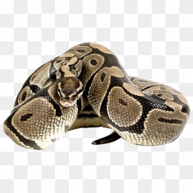 Snake, HD Png Download - anaconda png