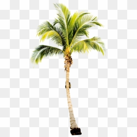 Thumb Image - Transparent Palm Tree, HD Png Download - palmtree png