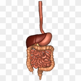 Digestive System Organs Png, Transparent Png - digestive system png