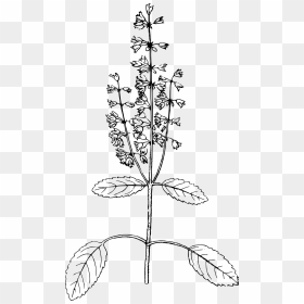 Holy Basil Clip Arts - Tulsi Leaves Clipart Black And White, HD Png Download - basil png