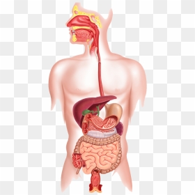 Human Digestive System Png - Happens If You Swallow Chewing Gum, Transparent Png - digestive system png