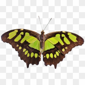 Green Butterfly No Background, HD Png Download - butterfly png images