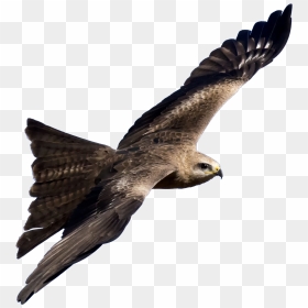 0 Bird Png , Png Download - Kite Bird Png, Transparent Png - phoenix bird png