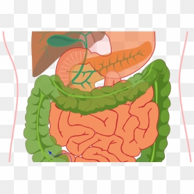 Human Digestive System , Png Download - Digestive System Diagram Without Label, Transparent Png - digestive system png