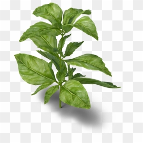 Basil Png , Png Download - Medicinal Plant Png, Transparent Png - basil png