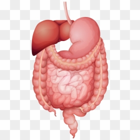 Human Digestive System Vector , Png Download - Isoflavone Metabolism, Transparent Png - digestive system png