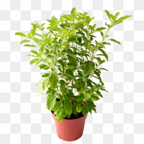 Tulsi Plant Png, Transparent Png - basil png