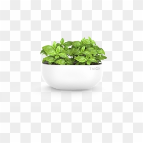 Basil Pot , Png Download - Basil Pot Png, Transparent Png - basil png