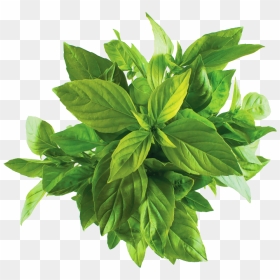 Houseplant, HD Png Download - basil png