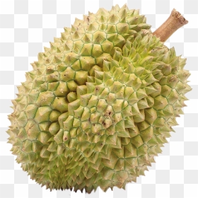 Durian , Png Download - Fruits That People Don T Like, Transparent Png - durian png