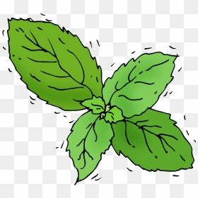 Transparent Basil Clipart - Transparent Basil Clip Art, HD Png Download - basil png