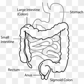 Large Intestine And Small Intestine Diagram, HD Png Download - digestive system png