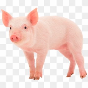 Oink, Moo, Meow Pig Colors/colores Amazon - Pig Wearing A Wig, HD Png Download - piglet png