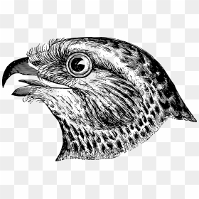 Bird"s Head Clip Arts - Bird Head Line Art, HD Png Download - phoenix bird png