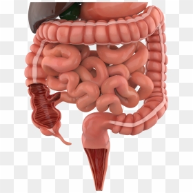 Digestive System Photo Hd, HD Png Download - digestive system png