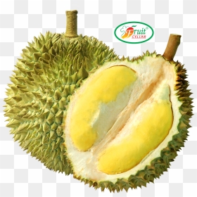 Transparent Durian Png, Png Download - durian png