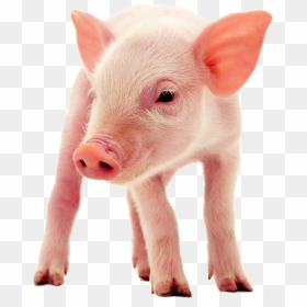 Love Dog Eat Pig, HD Png Download - piglet png