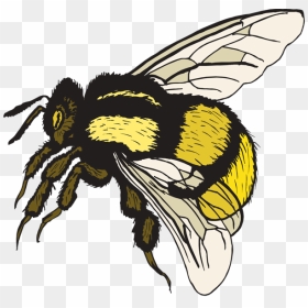 Bumble Bee Cute Bee An A Cute Clipart - Bumblebee Clipart, HD Png Download - cute bee png